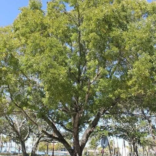 thumbnail for publication: Swietenia mahagoni: Mahogany